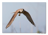 American Kestrel