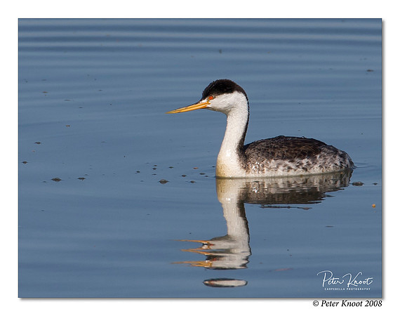 Western Grebe