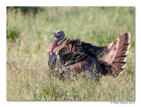 Wild Turkey