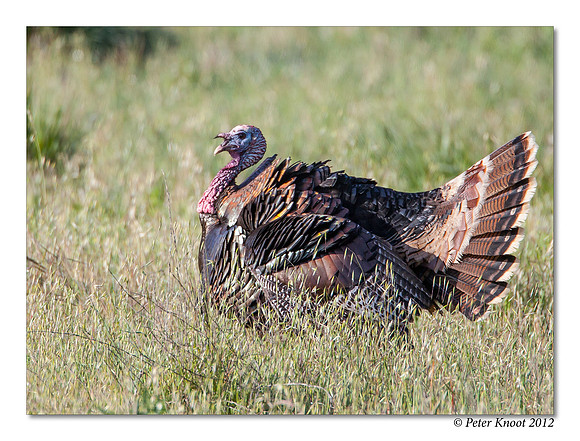 Wild Turkey