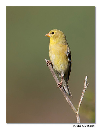 American Goldfinch