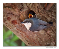 Pygmy Nuthatch