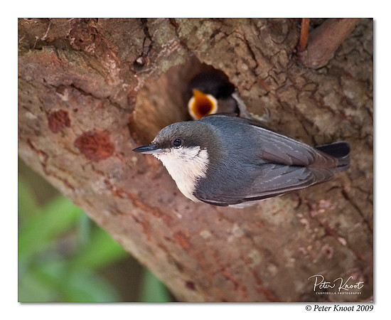 Pygmy Nuthatch