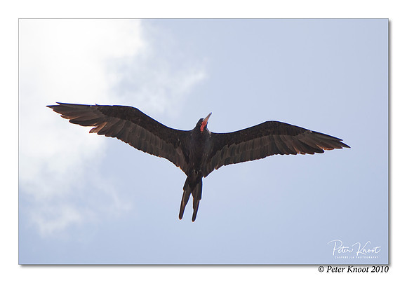 Magnificent Frigatebird