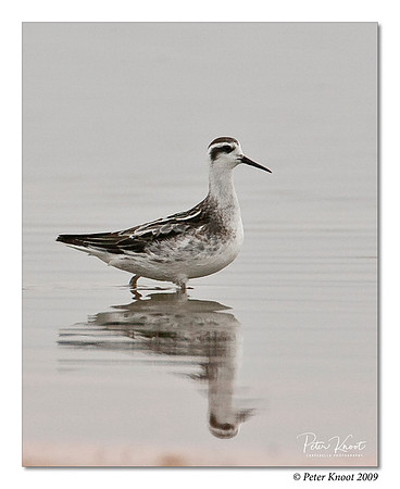 Red-necked Phalarope