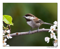 Chestnut-backed Chickadee
