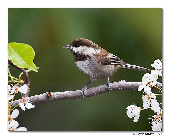 Chestnut-backed Chickadee