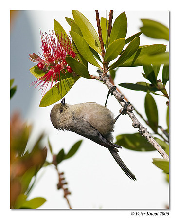 Bushtit