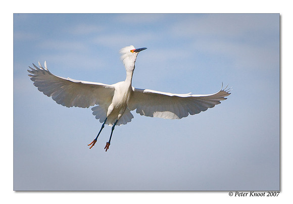 Snowy Egret