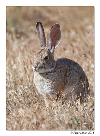 Rabbit