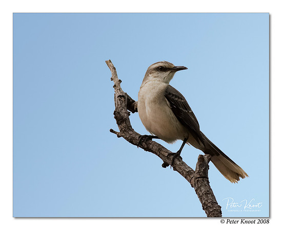 Tropical Mockingbird