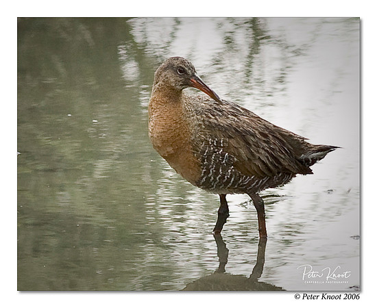 Ridgway's Rail
