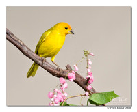 Saffron Finch