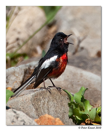 Painted Redstart