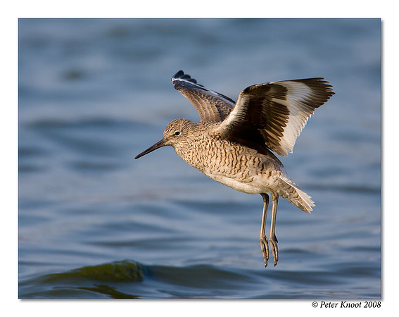 Willet