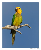 Brown-throated Parakeet