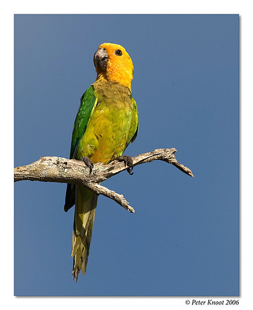 Brown-throated Parakeet