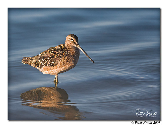 Long-billed Dowitcher