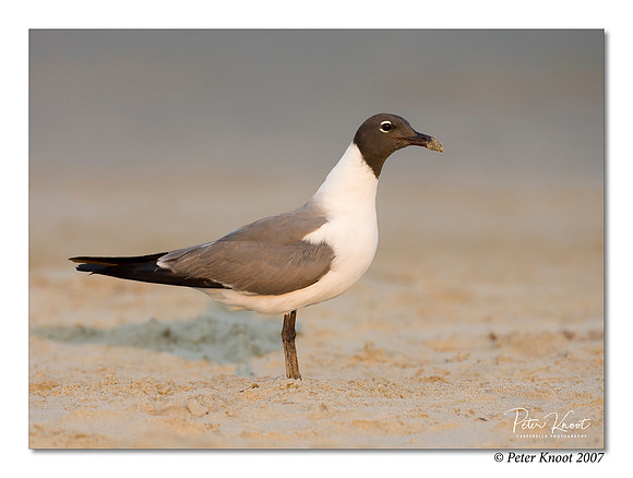 Laughing Gull