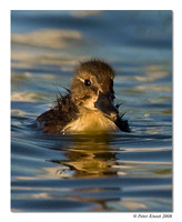 peter_mallard_5