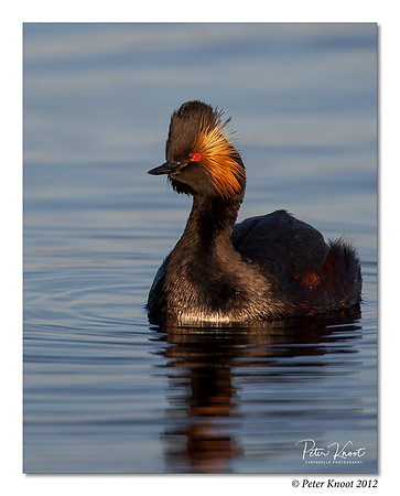 Eared Grebe