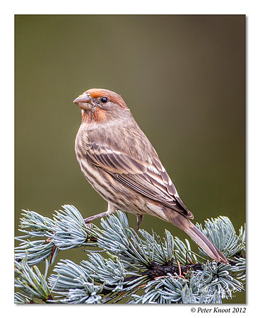 House Finch