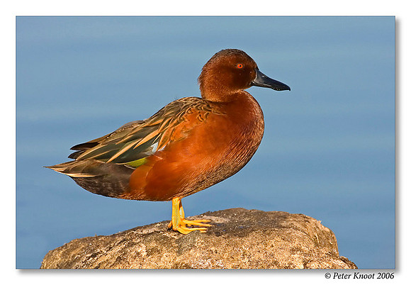 peter_cinnamon_teal_7