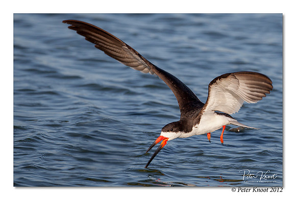 Black Skimmer