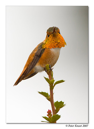 Allen's Hummingbird