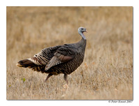 peter_wild_turkey_4