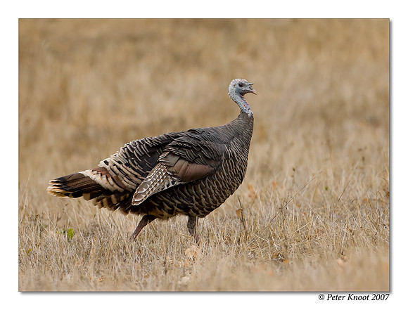 peter_wild_turkey_4