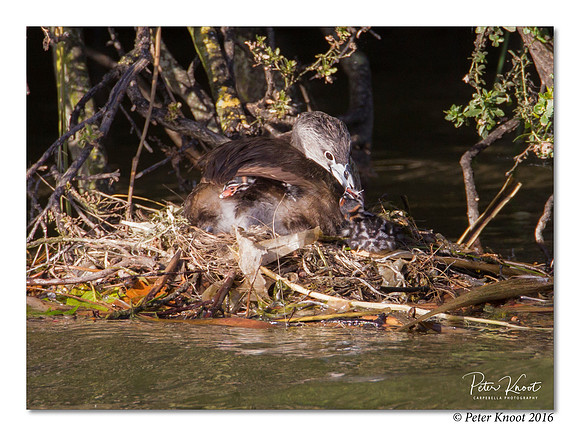 Pied-billed Grebe