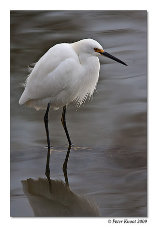 Snowy Egret