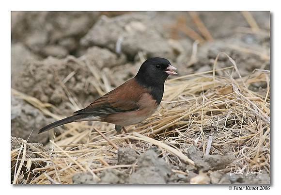 Dark-eyed Junco