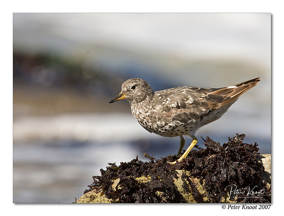 Surfbird