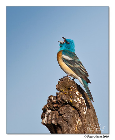 Lazuli Bunting