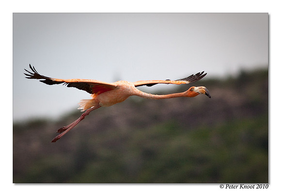 Caribbean Flamingo