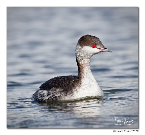 Horned Grebe