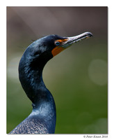 Double-crested Cormorant
