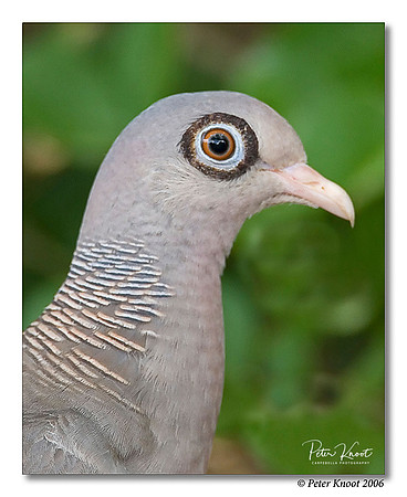 Bare-eyed Pigeon