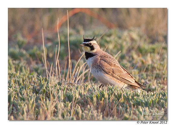 Horned Lark