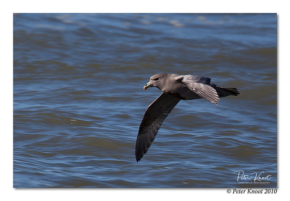 Northern Fulmar