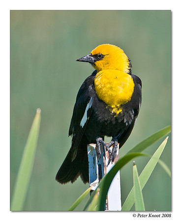 Yellow-headed Blackbird