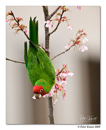 Red-masked Parakeet