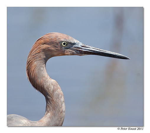 peter_reddish_egret_8