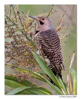 Northern Flicker (Yellow-shafted)
