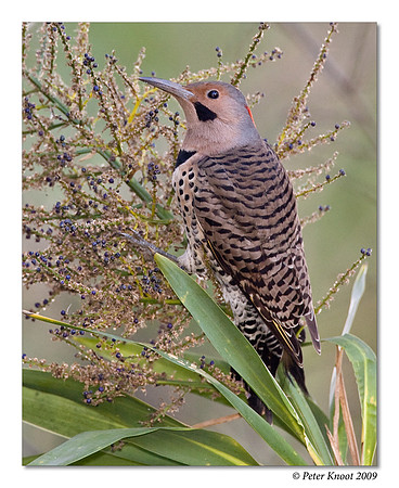 Northern Flicker (Yellow-shafted)