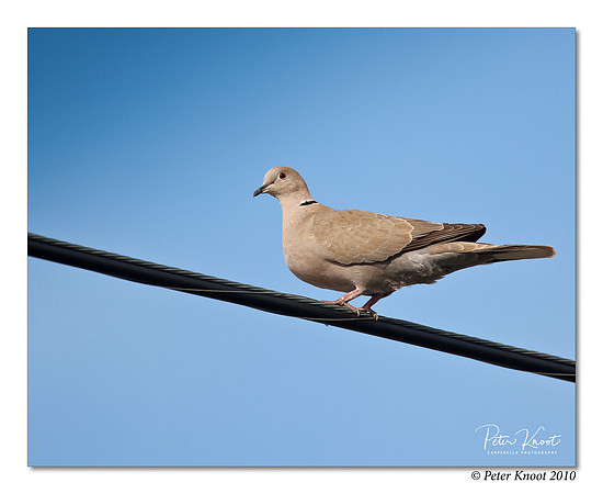 Eurasian Collared-Dove