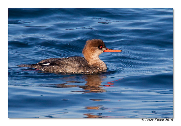 Red-breasted Merganser