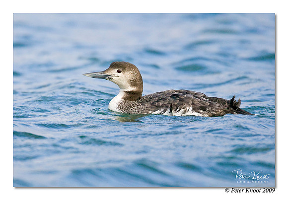 Common Loon